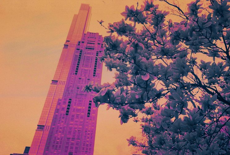 Magnolienblüte und Hochhäuser, gesehen vom Südrand des Central Park, Manhattan, während der Sonnenfinsternis. Belichtet auf Kodak EIR Infrarotfilm