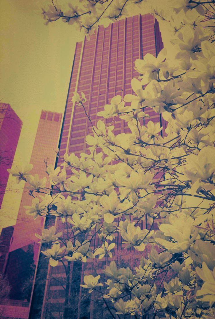 Magnolienblüte und Hochhäuser, gesehen vom Südrand des Central Park, Manhattan, während der Sonnenfinsternis. Belichtet auf Kodak EIR Infrarotfilm